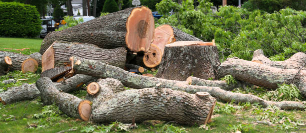 Best Arborist Consultation Services  in Blytheville, AR